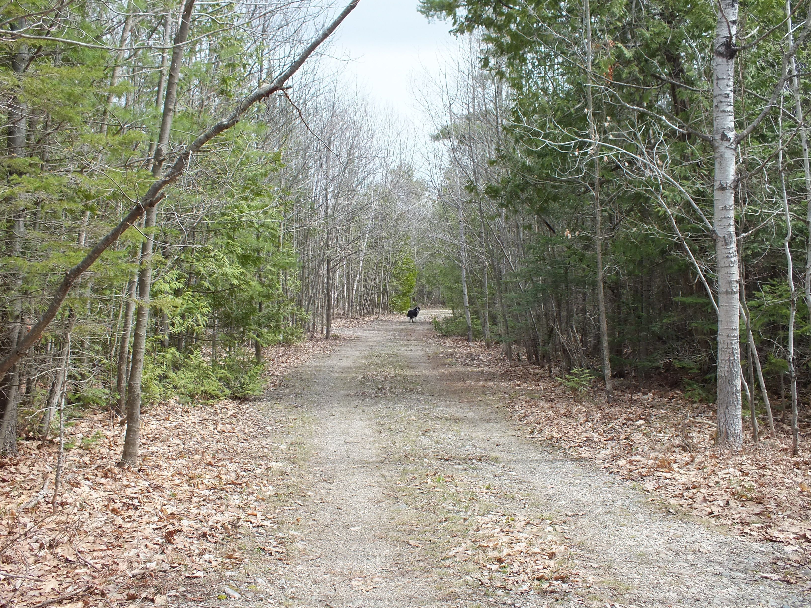 N/A Dial Road N, Central Manitoulin, On P0p 2c0